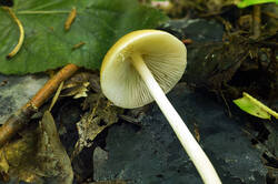 DSC08354.jpg