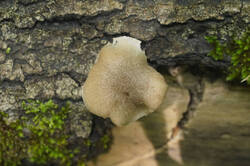 DSC08358.jpg