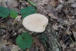 DSC08410.jpg