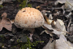 DSC08427.jpg