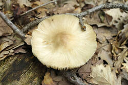 DSC08430.jpg
