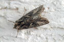 DSC08455.jpg