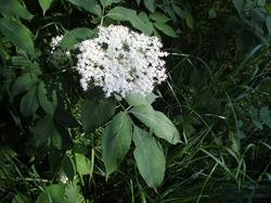 DSCF2869.JPG