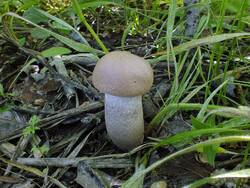 DSCF2951.thumb.JPG.83b508c4a1981a88f3466947ab201def.JPG