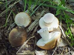 DSCF2959.thumb.JPG.626b298e3a6ed2d82a027f74e8720558.JPG
