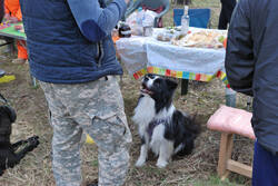 DSC_6526.thumb.jpg.e0ffe59be985482af32a8a557f166c2f.jpg