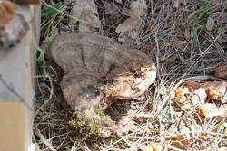 DSC_6707.thumb.jpg.b2e29f7a92ad2e16440c3a1c059e7935.jpg
