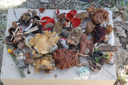 DSC_6708.thumb.jpg.7c8d67e95df23c9d38c41da5b991ed6f.jpg