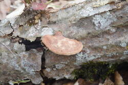 Hapalopilus_nidulans_PSA_20210612-01.jpg