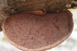 Hapalopilus_nidulans_PSA_20210612-02.jpg