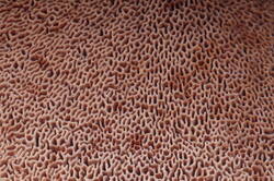 Hapalopilus_nidulans_PSA_20210612-03.jpg