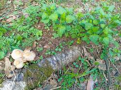 IMG-20260503-WA0014.thumb.jpg.25cf094def5b67dc21c65275c0c7c2ab.jpg