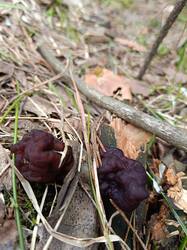 IMG20260501102349.thumb.jpg.eee7a0d6792307334cdbbadeb4271a97.jpg