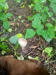 IMG20260529080350.thumb.jpg.4b0f7ec159f241d8f88e149f17a7e6e4.jpg