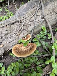 IMG_0378.jpeg