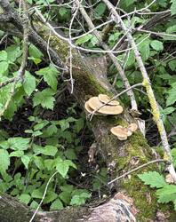 IMG_0385.jpeg