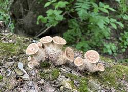 IMG_0386.jpeg