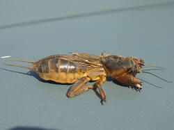 IMG_1526.jpg