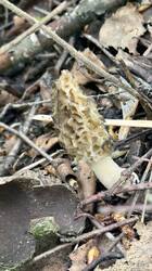 IMG_1672.jpeg