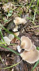 IMG_1679.jpeg