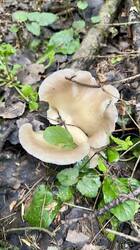 IMG_1690.jpeg
