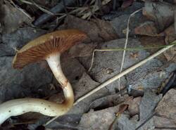 IMG_20260412_130958_gcam_3.2.thumb.jpg.f6f930fd1fceb6b70dda56660cbfecd3.jpg