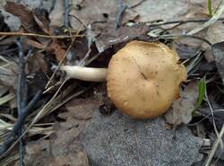 IMG_20260412_131008_gcam_3.2.thumb.jpg.28942793422a459f1c5c20a483643258.jpg