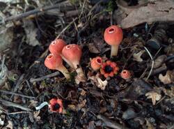 IMG_20260412_131443_gcam_3.2.thumb.jpg.bdf9ef65f300d98001b759c3669c234f.jpg
