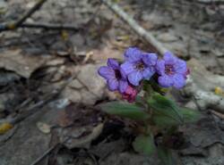IMG_20260412_133427_gcam_3.2.thumb.jpg.99b12f15250e2f342f12c62d4ae27346.jpg