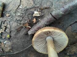 IMG_20260412_140433_gcam_3.2.thumb.jpg.5dac25bf35561baa1a76ef580f2219e8.jpg