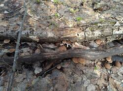 IMG_20260412_140706_gcam_3.2.thumb.jpg.dfe446c15982cacae802f330670418ee.jpg