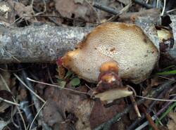 IMG_20260412_150221_gcam_3.2.thumb.jpg.86cff1f14d57511e8804650ec7972554.jpg