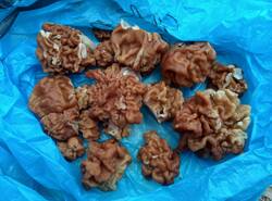IMG_20260412_154851_gcam_3.2.thumb.jpg.bfb23ab453a38ad1ffb98b7cc1de1d55.jpg