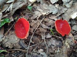 IMG_20260412_161747_gcam_3.2.thumb.jpg.dbeb03bd6b4cb81ddadd1f59657460b7.jpg
