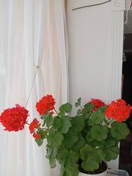 IMG_20260421_150655.thumb.jpg.0f7cb4093ab05bb10e6a88ce1eeebd61.jpg
