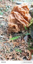 IMG_20260501_142854_334.thumb.jpg.7aad3ffcfa1698519abb9b351aac41cd.jpg