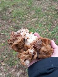 IMG_20260501_164015.jpg
