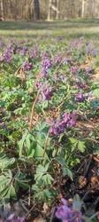 IMG_20260502_080445.thumb.jpg.0ebd62cc31a6440d9a70b9c308165046.jpg