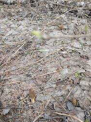 IMG_20260502_123832_807.thumb.jpg.32b6531b7d0c43b5288b6d2b038e1a00.jpg