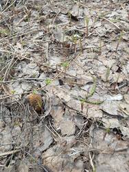 IMG_20260502_124725_189.thumb.jpg.7cf24498d99663398f837f2ddf072325.jpg