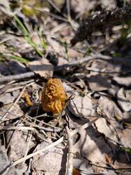 IMG_20260503_102851.thumb.jpg.a77c8a5d2c03253e0e846e53cc3e083e.jpg