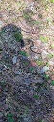 IMG_20260503_105322_056.thumb.jpg.f311d80b774a7298f3c8235f08360ff1.jpg