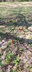 IMG_20260503_105709_868.thumb.jpg.be1217d8aede9f9282cb942b925c73c4.jpg