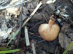 IMG_20260503_114254_gcam_3.2.thumb.jpg.9b8983e6c07c51d414c3aa7a14dcc91e.jpg