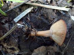 IMG_20260503_114310_gcam_3.2.thumb.jpg.ae270298ecc0d77c67bc16f7aa1db644.jpg