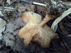 IMG_20260503_114435_gcam_3.2.thumb.jpg.700bb8053b006a8ec993a47adfc4e196.jpg
