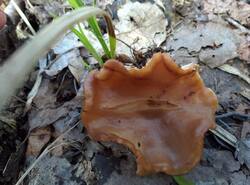 IMG_20260503_114448_gcam_3.2.thumb.jpg.274fcdffcb477175a5d4e72c31b38c0c.jpg