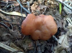 IMG_20260503_114525_gcam_3.2.thumb.jpg.11c6d70a5eb7c3aead3b6288e33c6292.jpg