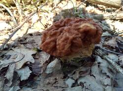IMG_20260503_120319_gcam_3.2.thumb.jpg.e45c95b892d90cb46e413a1d4dc424fc.jpg