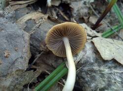 IMG_20260503_131319_gcam_3.2.thumb.jpg.36dae05e17d48e26fdc9e3c7aa6c9318.jpg